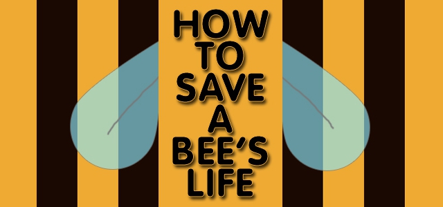 How to save a bee’s life!